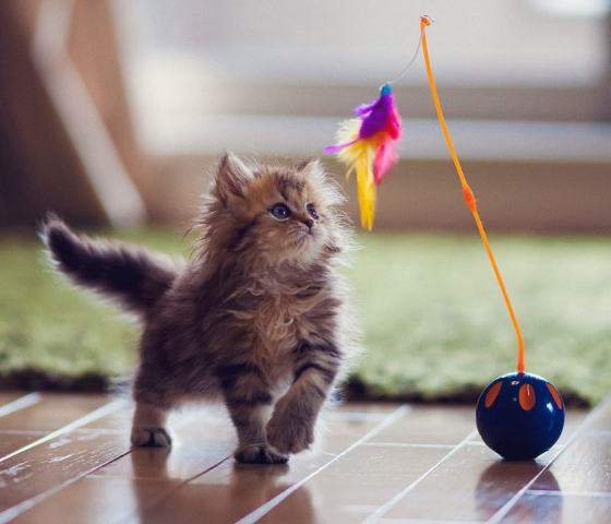 Zakaj kakovostne mačje igrače naredijo mačke srečne in zdrave